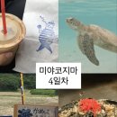 거북이라떼 | 일본 미야코지마 4박5일 4일차 후기 | 카페 추천, 라떼 맛집, 거북이 스팟, 블루씰, 오코노미야끼...