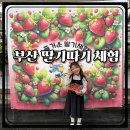 되고개농장 | 부산 딸기따기체험 기장 잼 만들기 초코퐁듀까지 가능한 베리굿농장