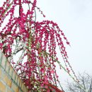 청매실농원 이미지