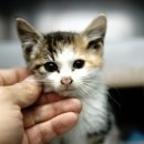 가족동물병원 이미지