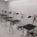 바닐라애견미용학원 이미지