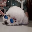 멍블리 애견카페 이미지