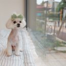 말티즈 묭 그루밍 후기, 수원 광주애견 미용, 피플앤펫