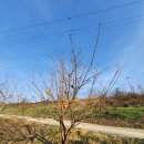 동창목장 | [세종시카페] 동창목장카페- 밀크 내돈내산 후기