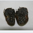 용암2리 이미지