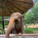 (주)딘소 | 푸켓 - 코끼리 보호소 Elephant Sanctuary 코끼리 생츄어리