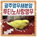 레인보우 앵무카페