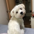 헤어멍펫살롱 이미지