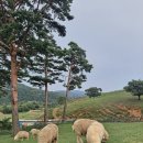 송천목장 이미지