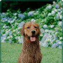 해온동물의료센터 이미지