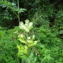 살구정이 이미지