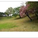 산수싸리 이미지