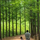 황토메타길 | 세종 금강수목원 숲해설 / 산림박물관 / 메타세콰이어 황토길
