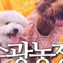슈슈보리 네이버블로그