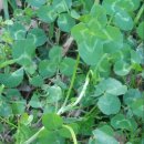 네잎클로버의 메아리 이미지