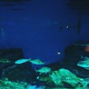 해안동백펜션 이미지