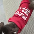 피카디리 애견호텔 네이버블로그