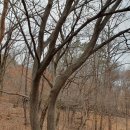 노원골유아숲 이미지