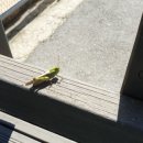 GS25 홍천신내점 이미지