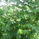 마금목장 이미지