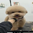 멍냥펫살롱 이미지