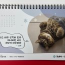한국고양이혈액센터 이미지