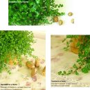 일본 인테리에 등장하는 식물들 이미지