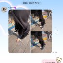 헬로멍멍 | 열정은 넘치는데, 체력이 협조를 안합니다