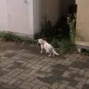 CU태안뉴장산교차로점 | 태안에서 만난 동물 친구들 리뷰