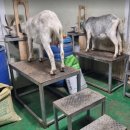 말구리농장 이미지