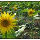 태화강 철새공원 이미지