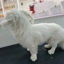 부티뽀샤 이미지