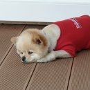 상희독스 아카데미 이미지