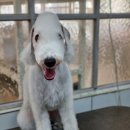 솜솜 애견미용 이미지