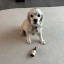 용바이오 | [강아지영양제 추천] 바이오비어헤페 애견 종합영양제 솔직 후기🐶