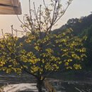 오동나무농장 이미지