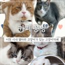 카페꽁냥 | 이천 고양이카페 꽁냥에서 집사체험할수 있어요