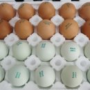 푸른들농장 이미지