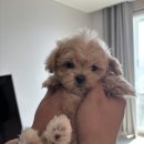 뽀시래기 | 폭행 주의※ 말티푸 인형 '지호' 입양 후기 : 80일 차 뽀시래기와의 첫 만남 (말티푸 특징 &amp; 분양 시...