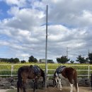 승마체험코스 | 제주 성산 승마체험 졸띠해변승마 아이랑 유채꽃코스 체험 후기