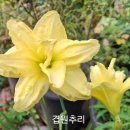 이쁜여우 이미지