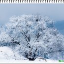 고목 - 창원시 성산구 | 고목