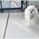 애견멀티샵 이미지