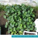 동아농장 이미지