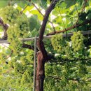 문영식 농장 이미지