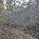 1337 | 오지산행후기(1337차) 강북부 병꽃상황 산행 025.11.05(수)