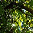 머루다래 이미지