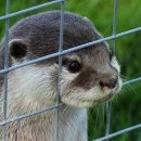 예향양꼬치 이미지