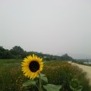 녹색사랑