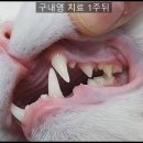 다정한동물메디컬센터 이미지